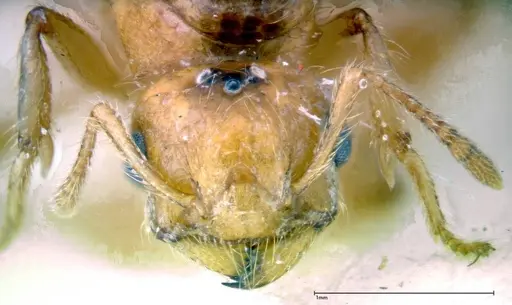 Crematogaster popohana - FOCOL0263-1