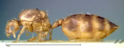 Crematogaster popohana - FOCOL0263-1