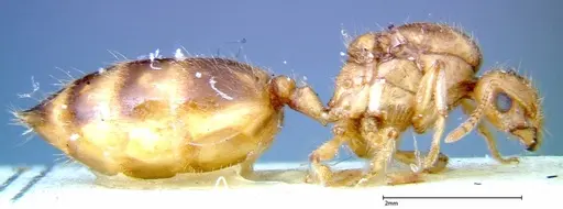 Crematogaster popohana - FOCOL0263-1