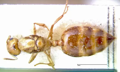 Crematogaster popohana - FOCOL0263-2