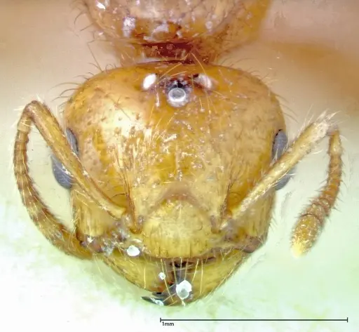 Crematogaster popohana - FOCOL0263-2