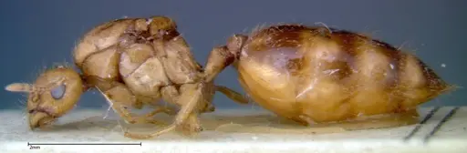 Crematogaster popohana - FOCOL0263-2