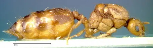 Crematogaster popohana - FOCOL0263-2