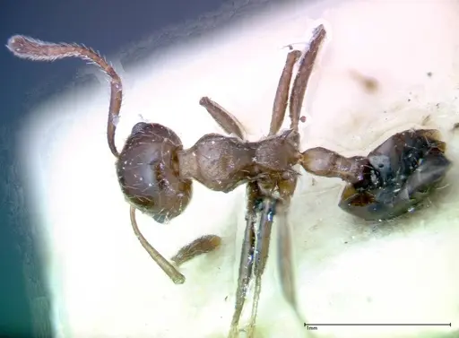 Crematogaster popohana - FOCOL0264