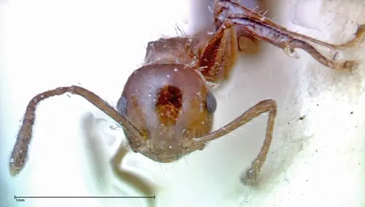 Crematogaster popohana - FOCOL0264