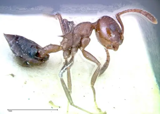 Crematogaster popohana - FOCOL0264
