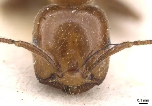 Crematogaster pseudinermis specimen