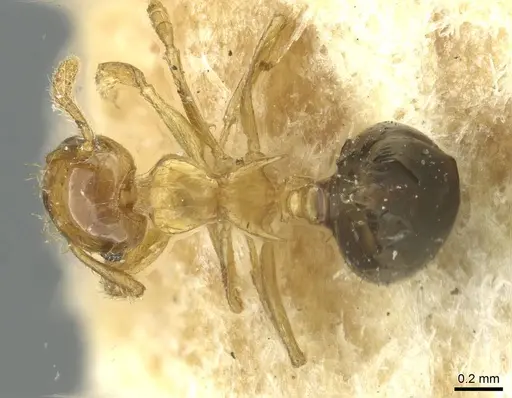 Crematogaster pulchella specimen