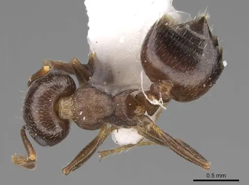 Crematogaster punctulata specimen