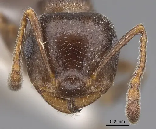 Crematogaster punctulata specimen
