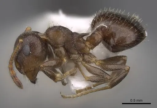 Crematogaster punctulata specimen