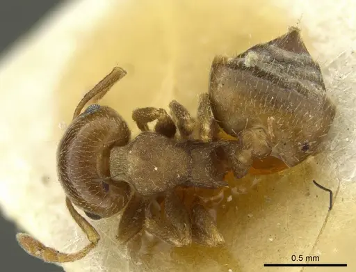 Crematogaster punctulata - CASENT0919708