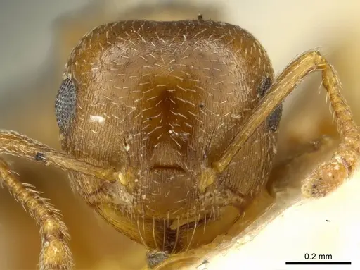 Crematogaster punctulata - CASENT0919708