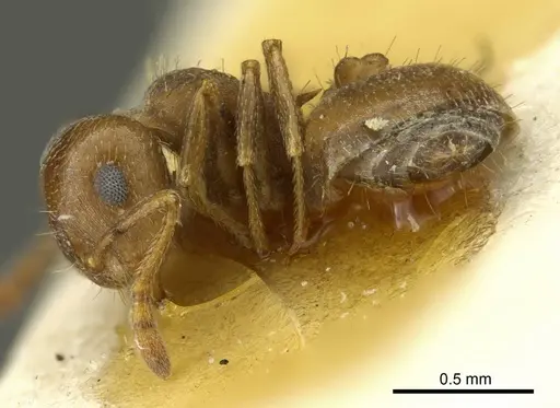 Crematogaster punctulata - CASENT0919708
