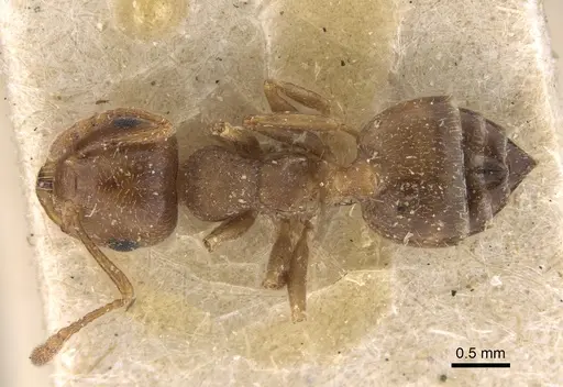 Crematogaster punctulata - CASENT0923318