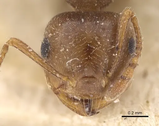 Crematogaster punctulata - CASENT0923318