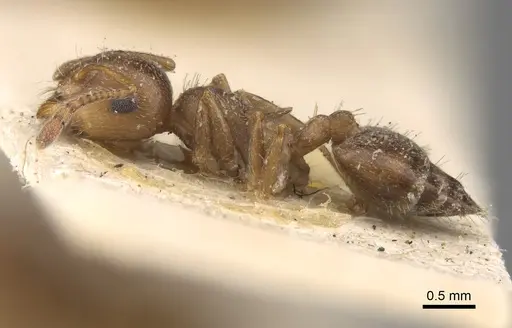 Crematogaster punctulata - CASENT0923318