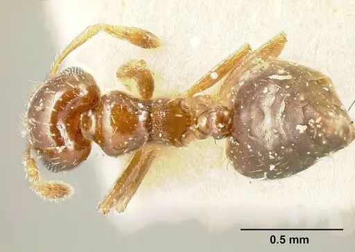 Crematogaster pygmaea specimen