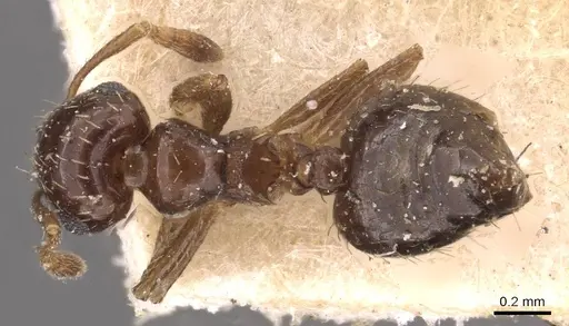 Crematogaster pygmaea specimen