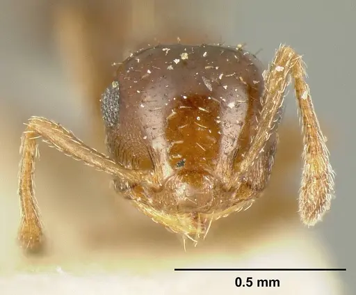 Crematogaster pygmaea specimen