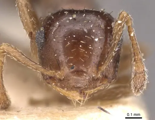 Crematogaster pygmaea - CASENT0603551