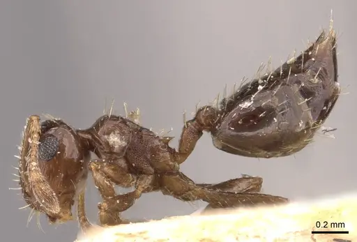 Crematogaster pygmaea - CASENT0603551