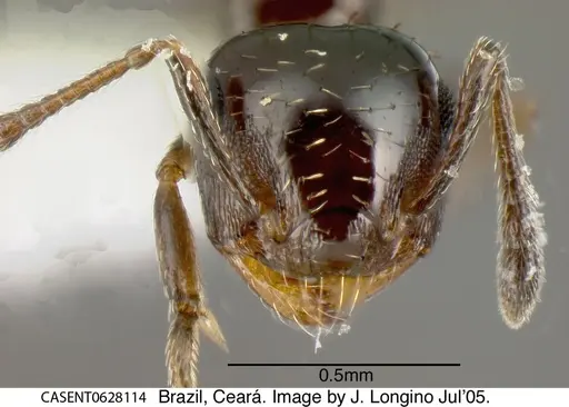 Crematogaster pygmaea - CASENT0628114