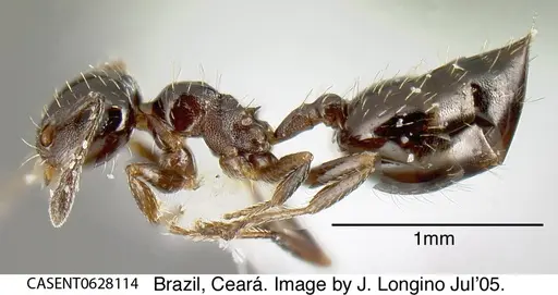 Crematogaster pygmaea - CASENT0628114