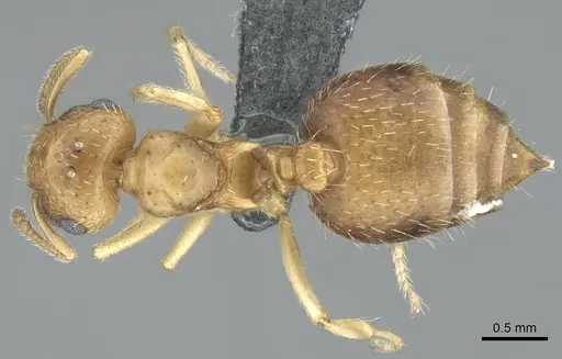 Crematogaster pygmaea - CASENT0906661