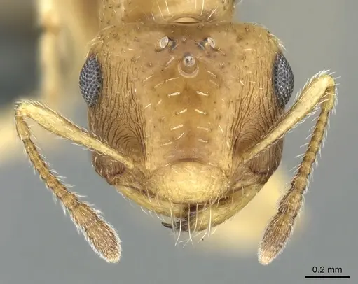 Crematogaster pygmaea - CASENT0906661