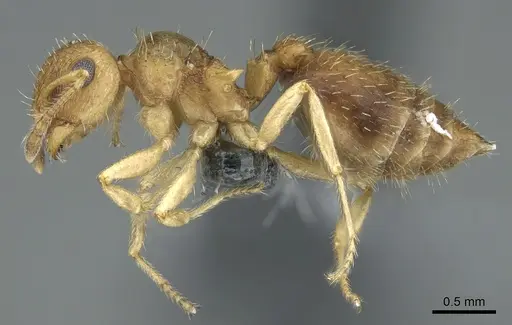 Crematogaster pygmaea - CASENT0906661