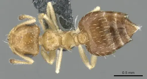 Crematogaster pygmaea - CASENT0906662