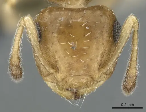 Crematogaster pygmaea - CASENT0906662