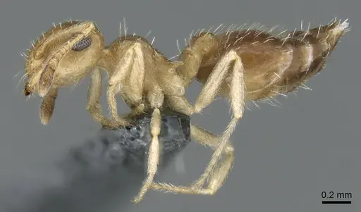 Crematogaster pygmaea - CASENT0906662