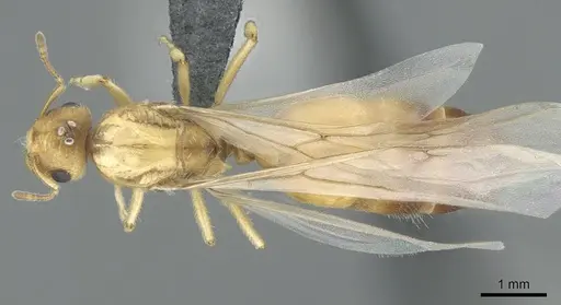 Crematogaster pygmaea - CASENT0906663