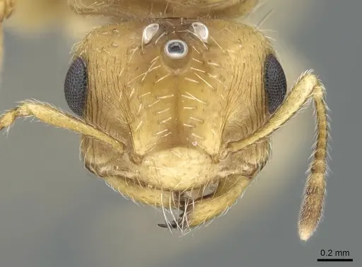 Crematogaster pygmaea - CASENT0906663