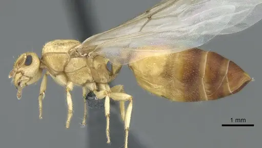 Crematogaster pygmaea - CASENT0906663