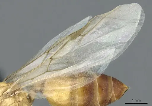 Crematogaster pygmaea - CASENT0906663