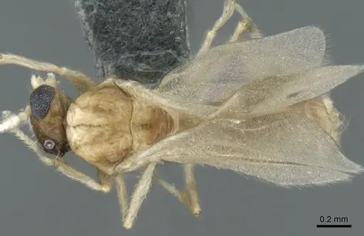 Crematogaster pygmaea - CASENT0906664