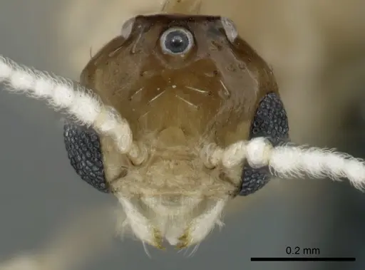 Crematogaster pygmaea - CASENT0906664