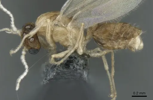 Crematogaster pygmaea - CASENT0906664