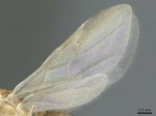 Crematogaster pygmaea - CASENT0906664