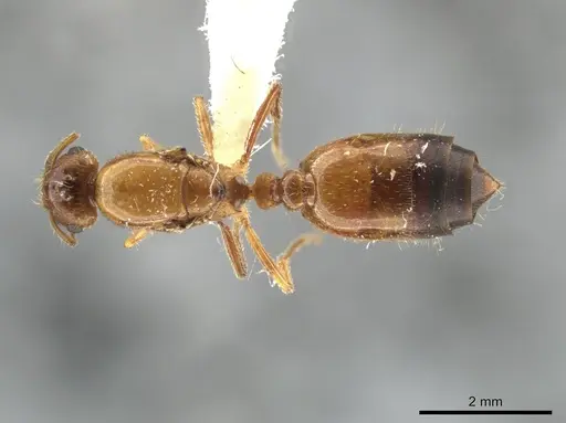 Crematogaster pygmaea - JTLC000003537