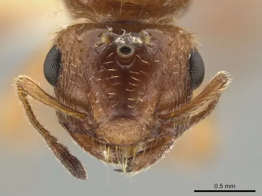 Crematogaster pygmaea - JTLC000003537