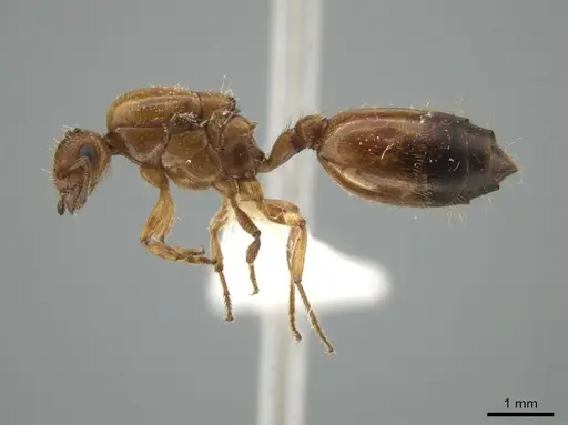 Crematogaster pygmaea - JTLC000003537