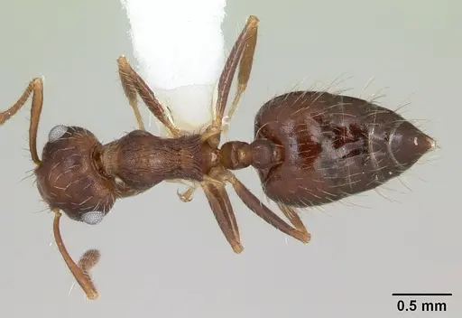 Crematogaster quadriformis specimen