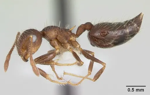 Crematogaster quadriformis specimen