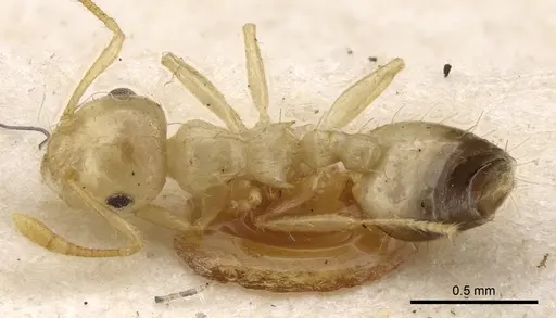 Crematogaster quadriruga specimen