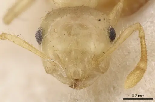 Crematogaster quadriruga specimen