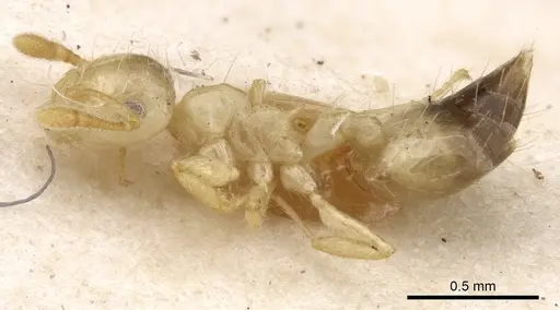 Crematogaster quadriruga specimen